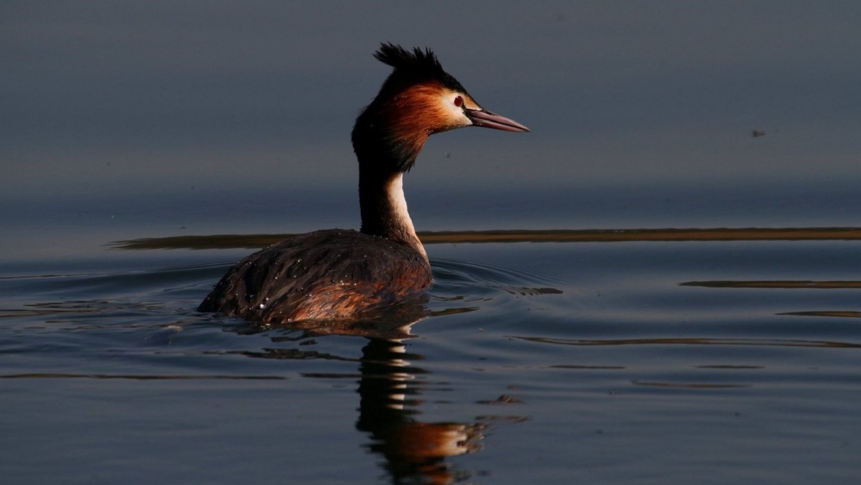 Мухомор Цезаря цезарский гриб в лесу