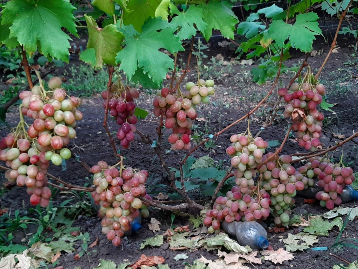 Циравас аграа виноград