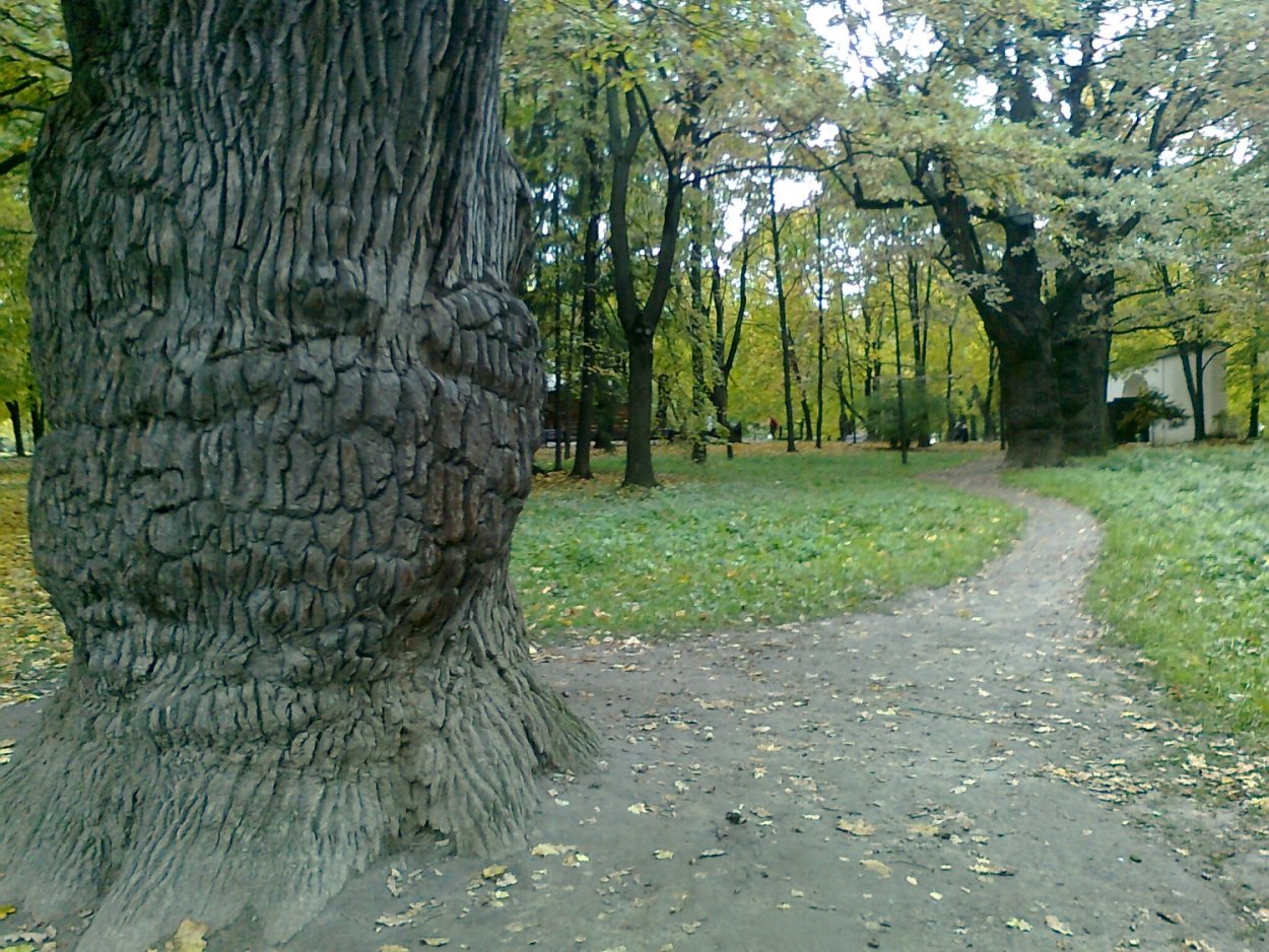 Дуб ангела Чарльстон США