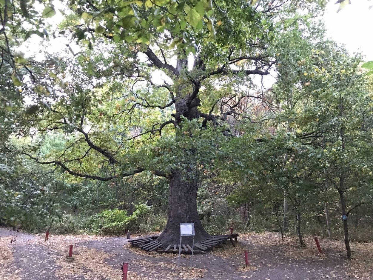 Потемкинский дуб