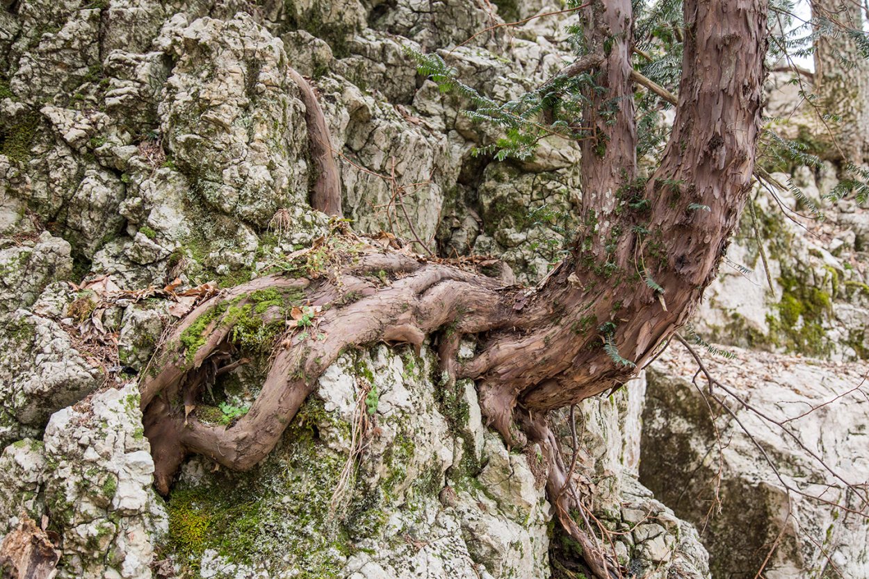 Тысячелетний дуб