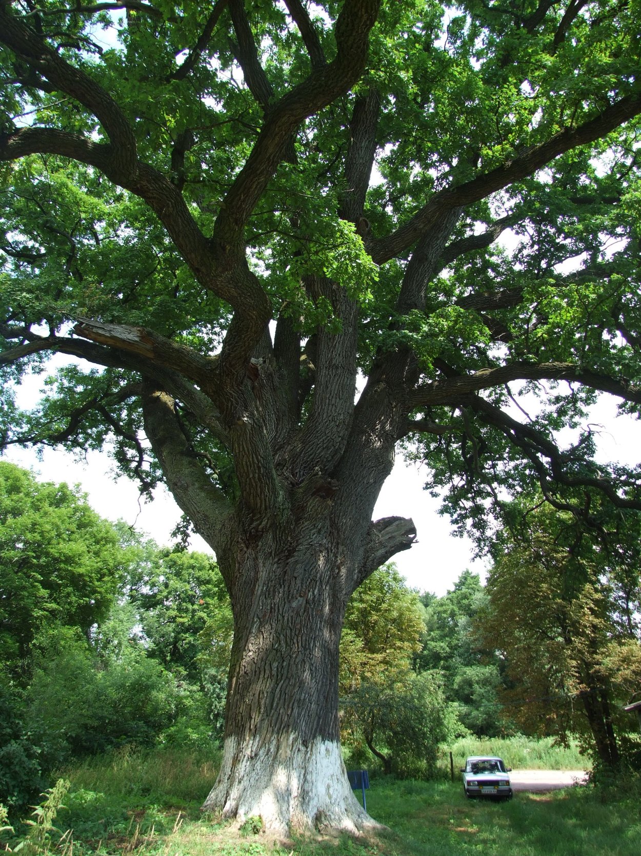 Михайловское дуб