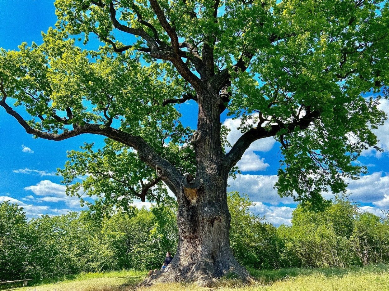 Эдинбург дерево дуб