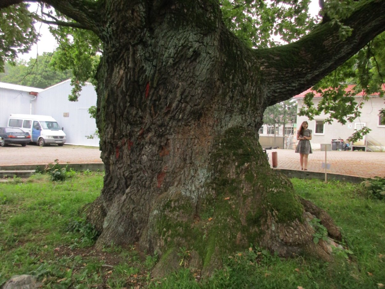 Корни баобаба