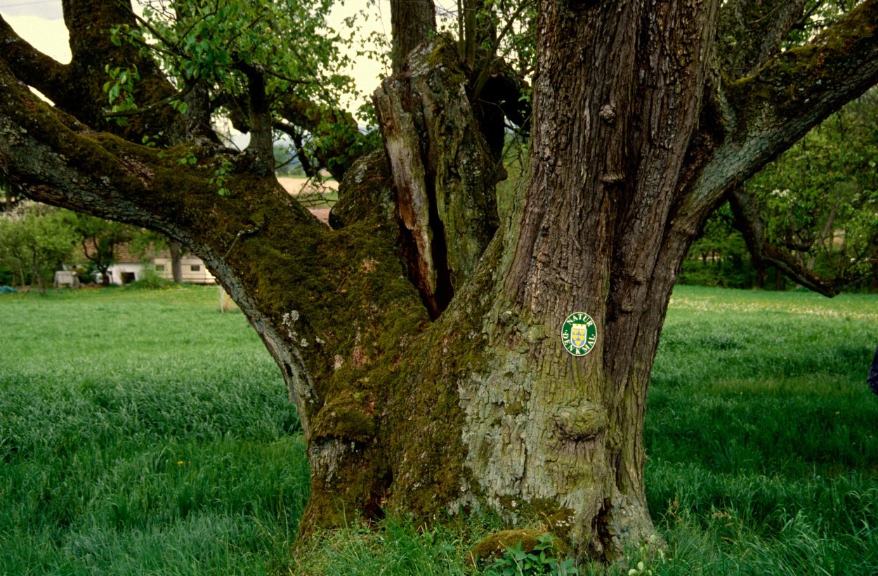 Шервудский лес в Англии