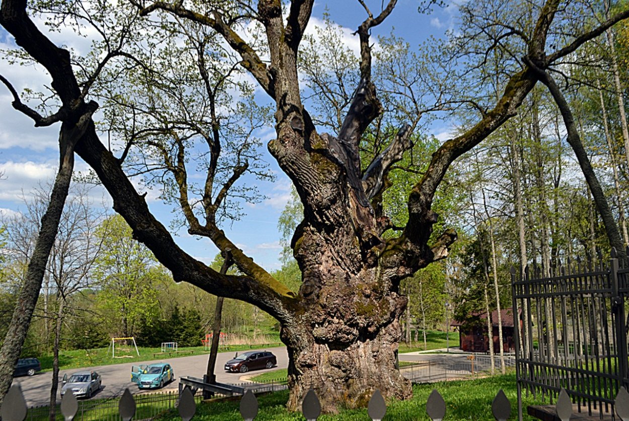 Шервудский лес дуб майор