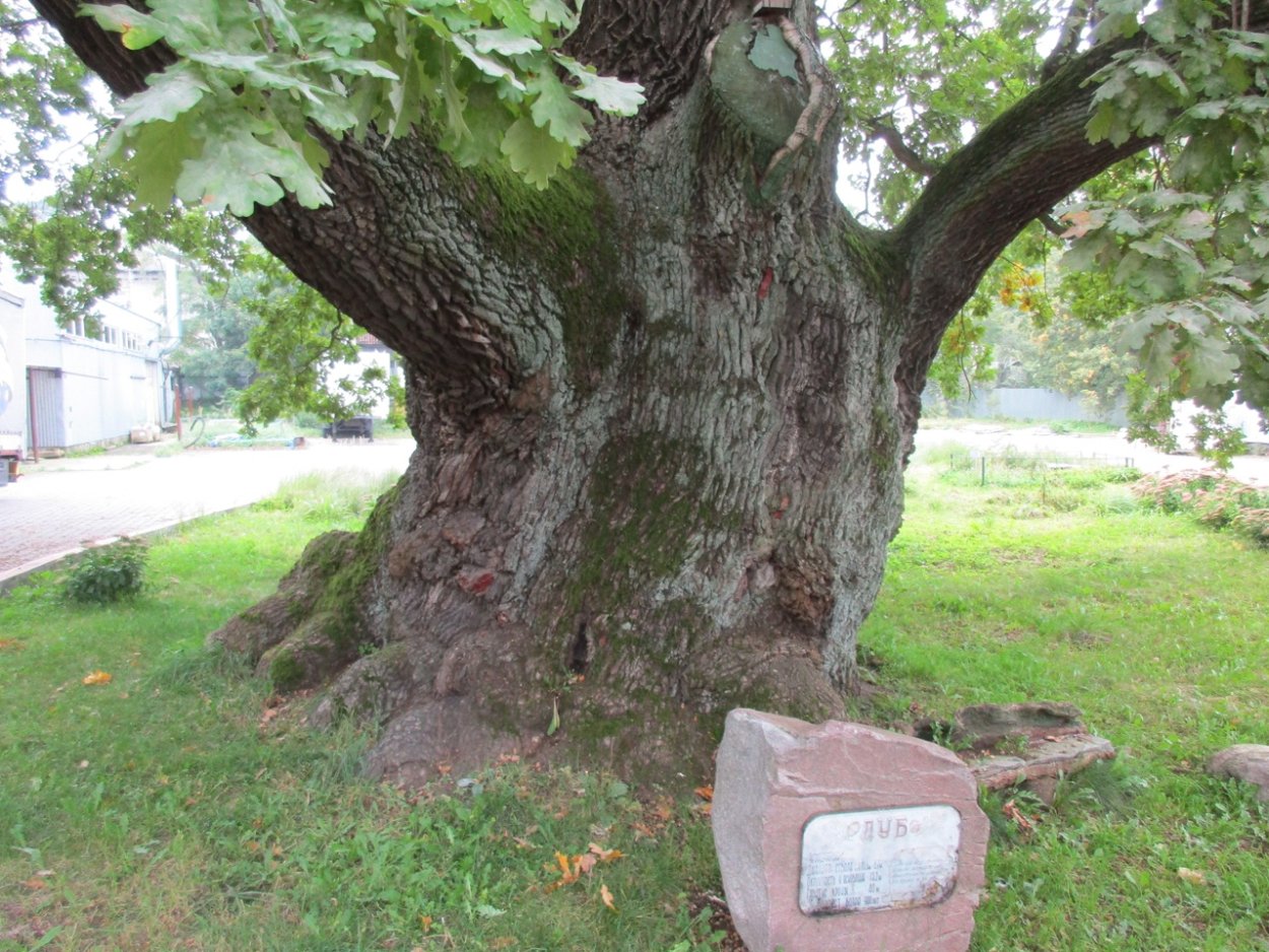 Дубы скальные в Беловежской пуще