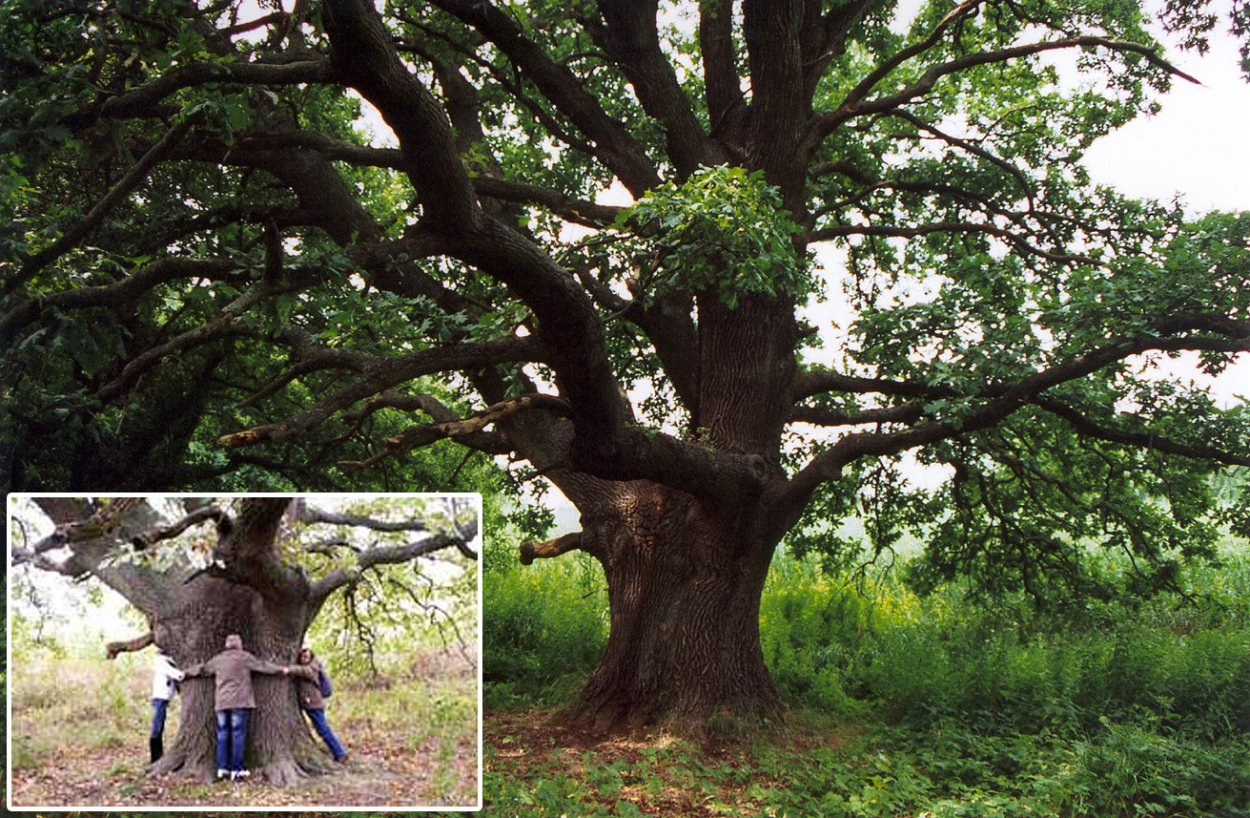 Гигантская липа