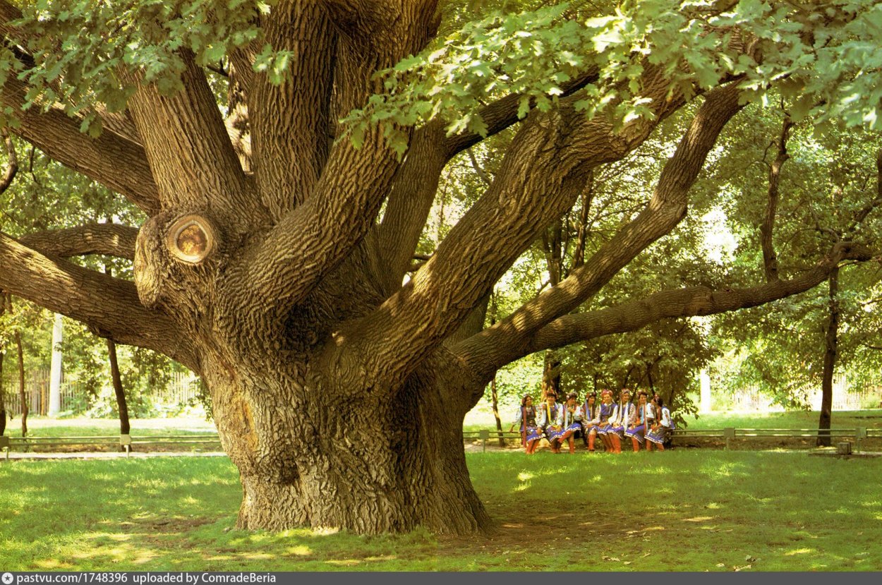 Самое старое дерево в Москве
