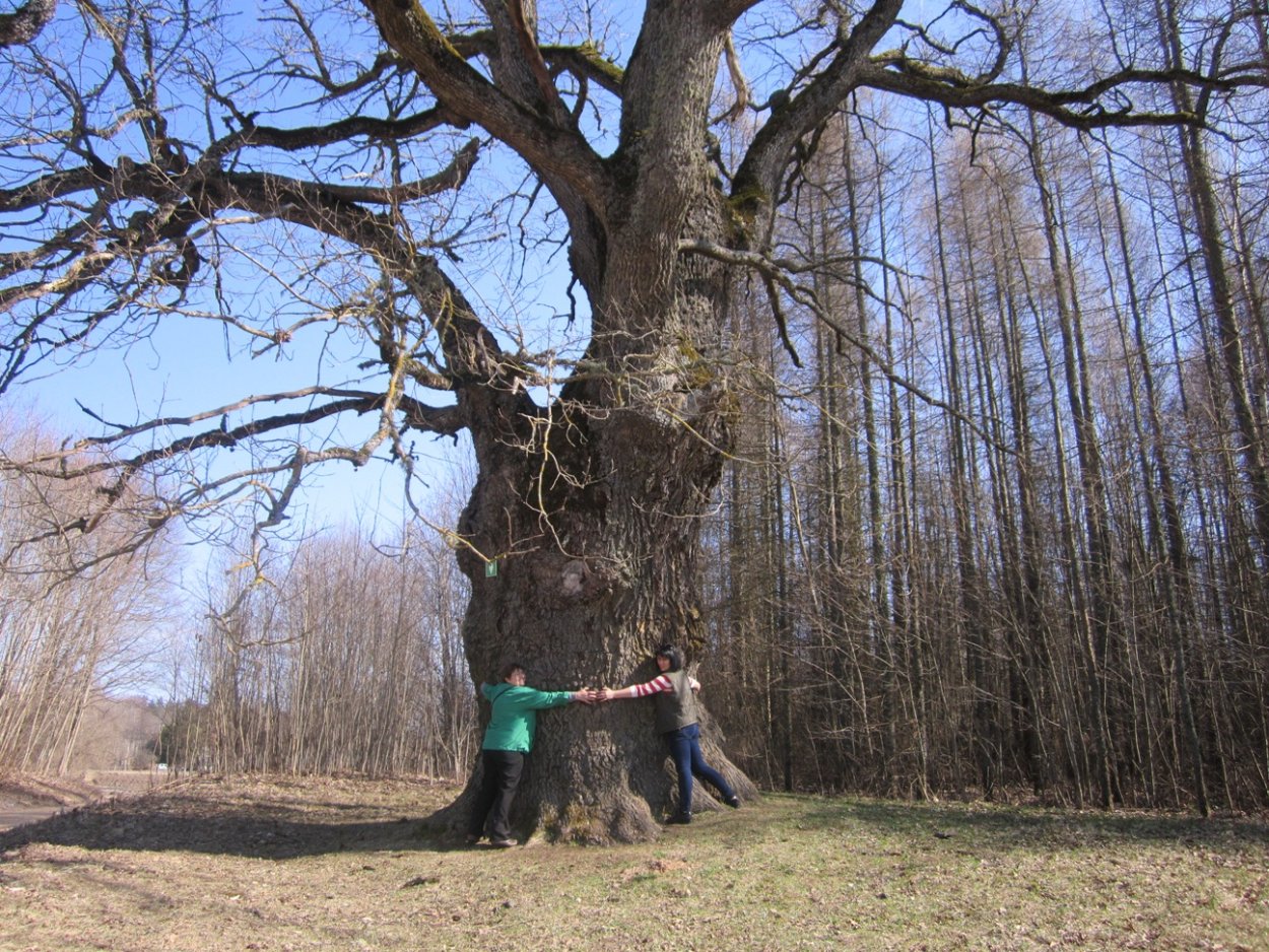 Дуб великан в Вешенской