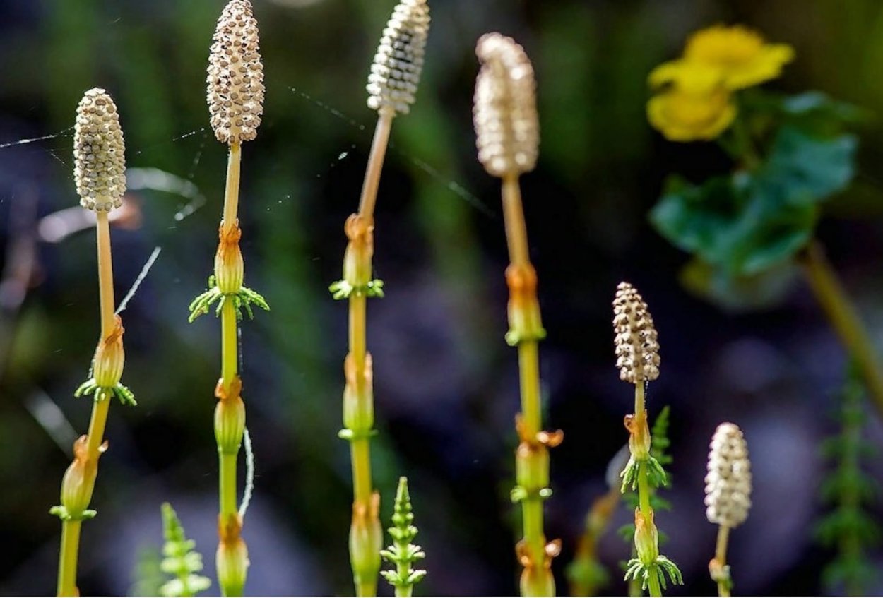 Хвощ Horsetail