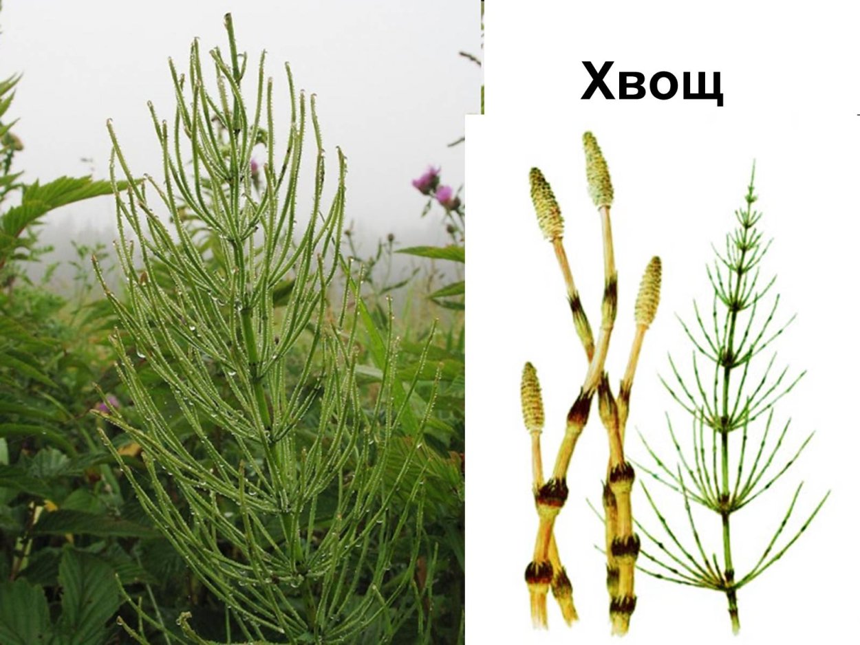Хвощ полевой (Equisetum arvense)