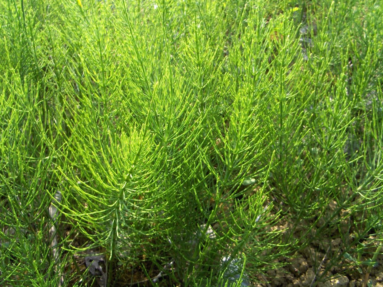 Стебель хвоща полевого