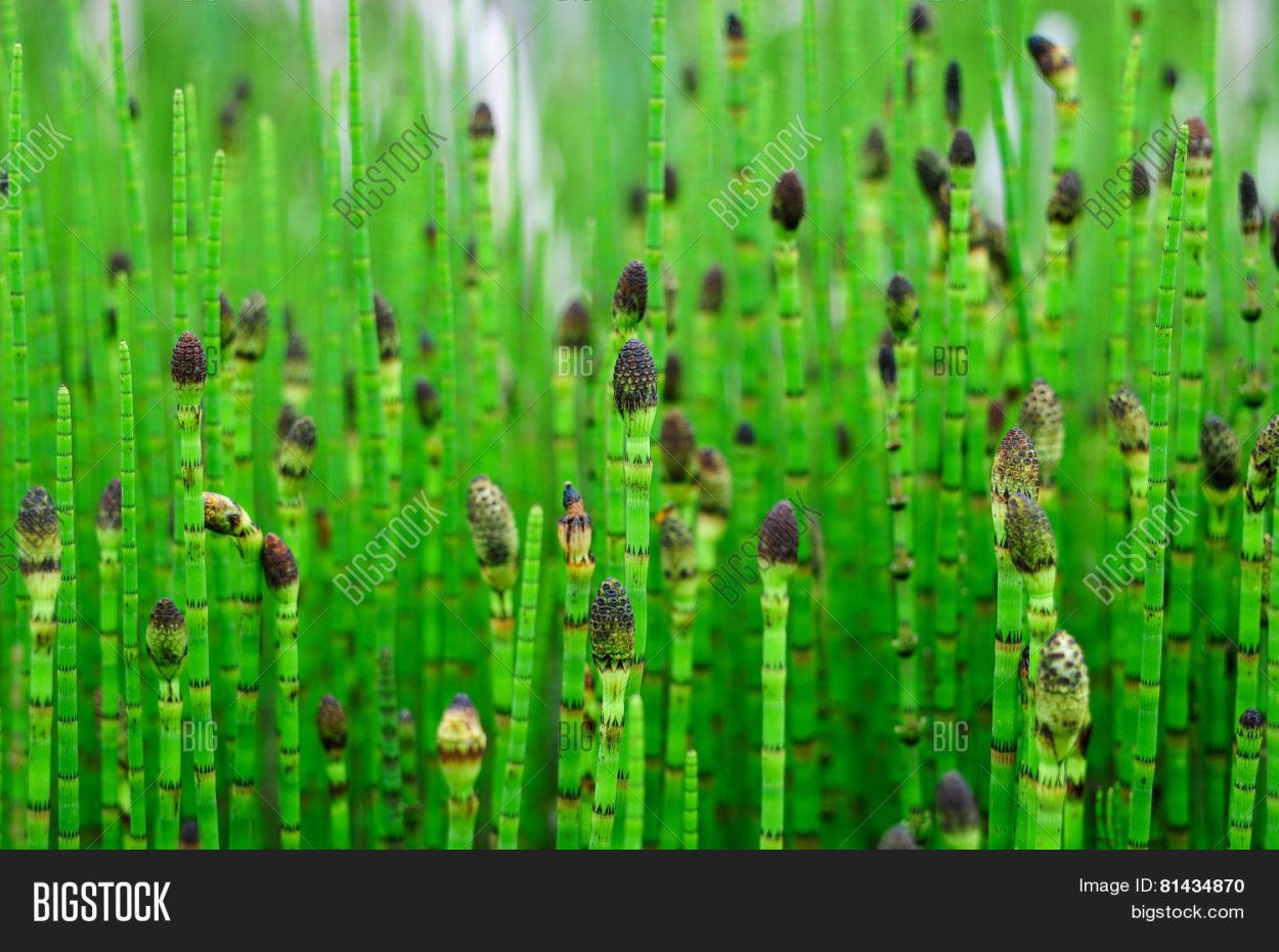 Конский хвощ