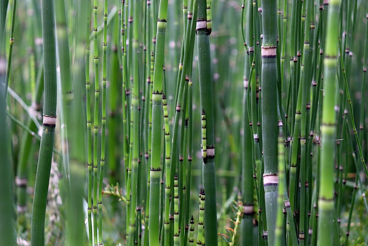 Хвощ Приречный (Equisetum fluviatile)