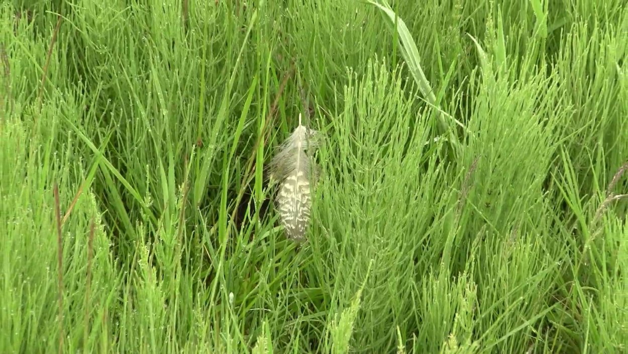 Хвощовник пёстрый