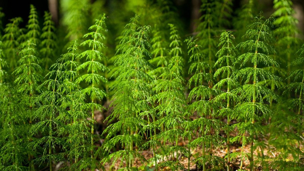 Хвощ Лесной Equisetum sylvaticum