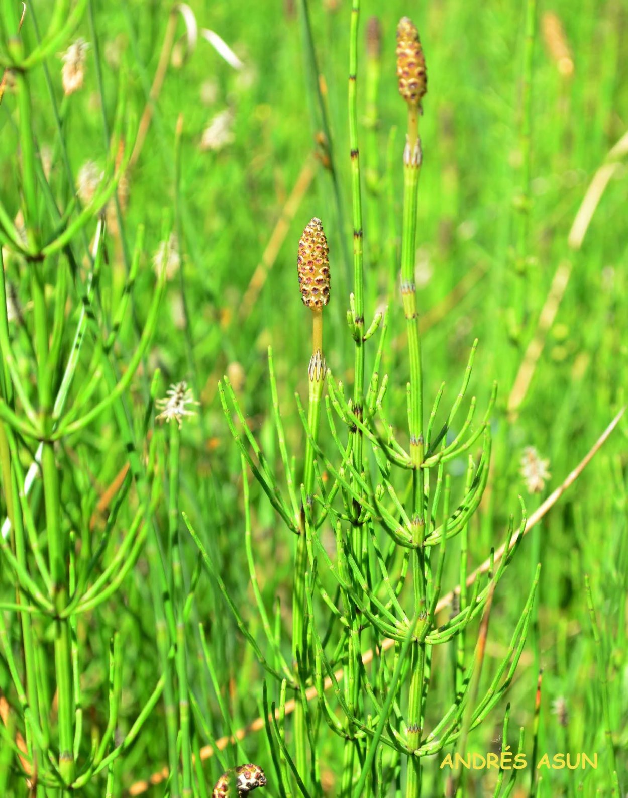 Хвощ болотный