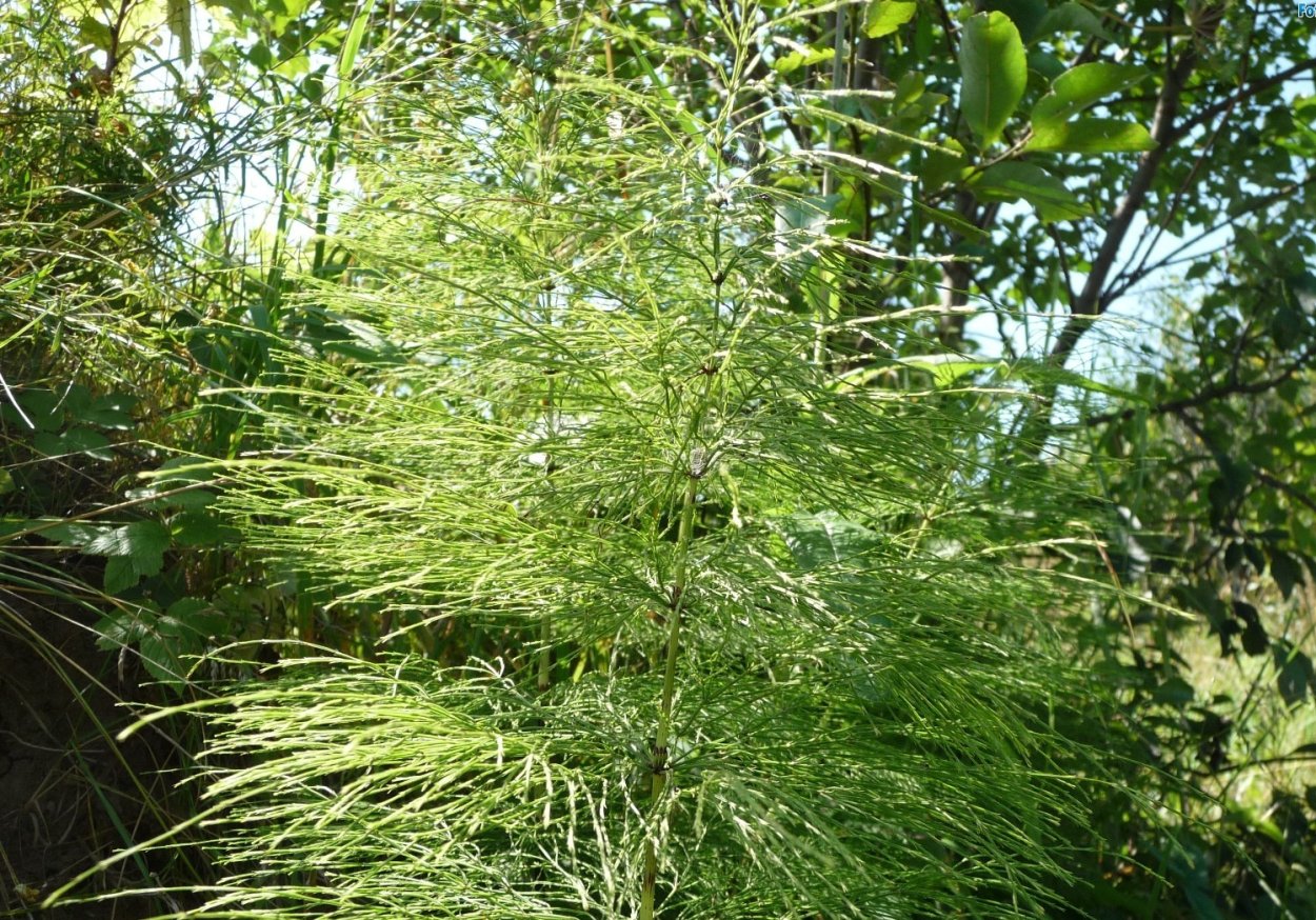 Хвощ полевой