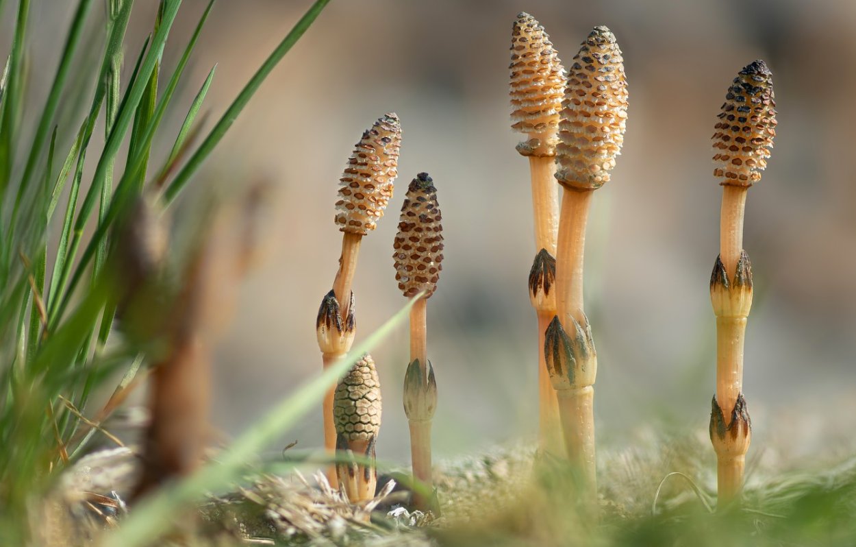 Хвощ полевой (Equisetum arvense)