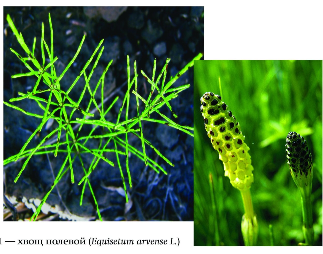 Хвощ двудольный