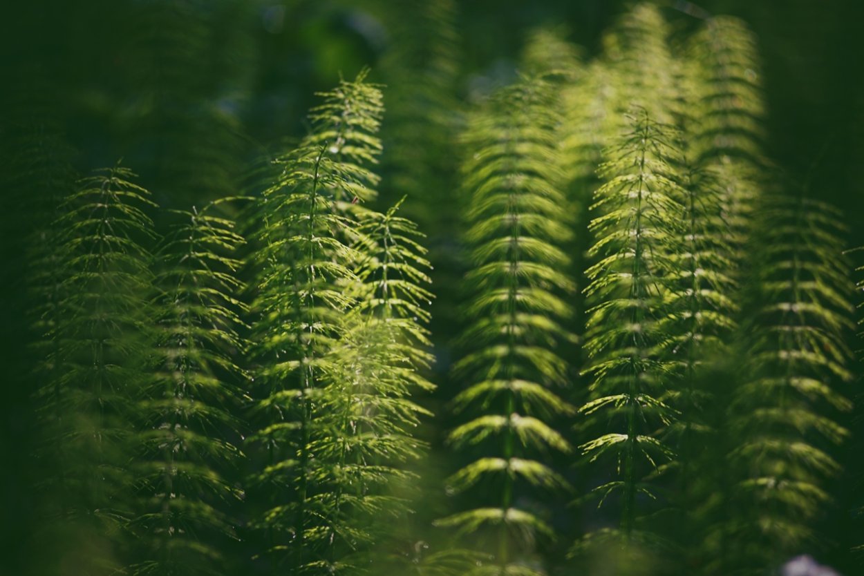 Хвощевые леса