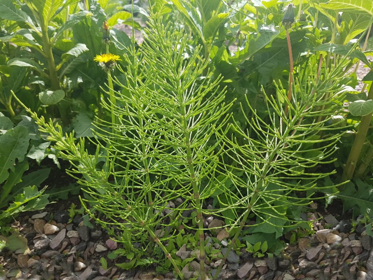 Гибриды хвоща