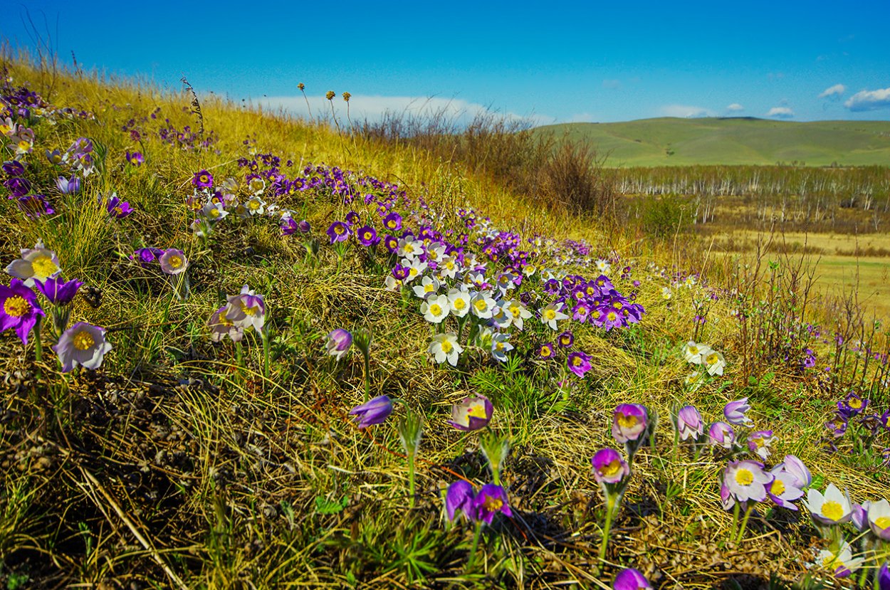 Прострел растение Хакасии