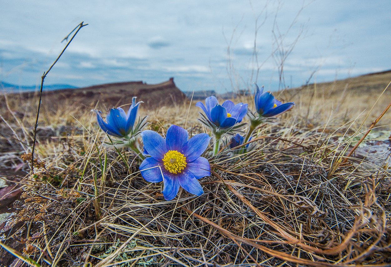 Прострел растение Хакасии