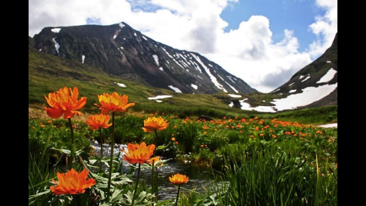 Синие цветы в Хакасии весной