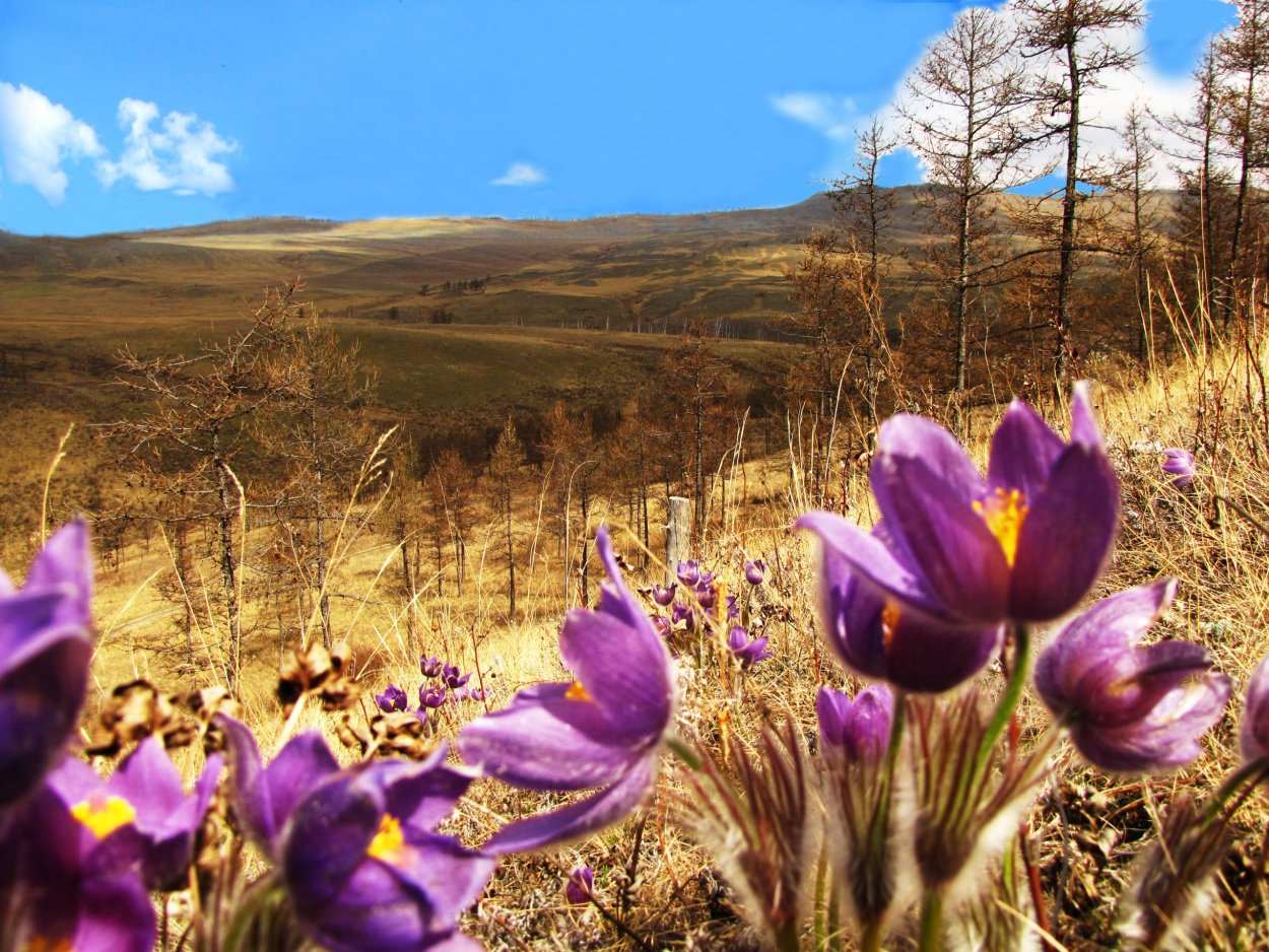 Уймонская Долина Алтай цветы огоньки