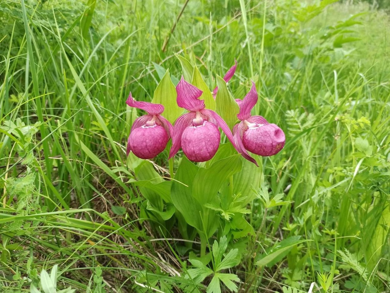 Степь Хакасия цветы