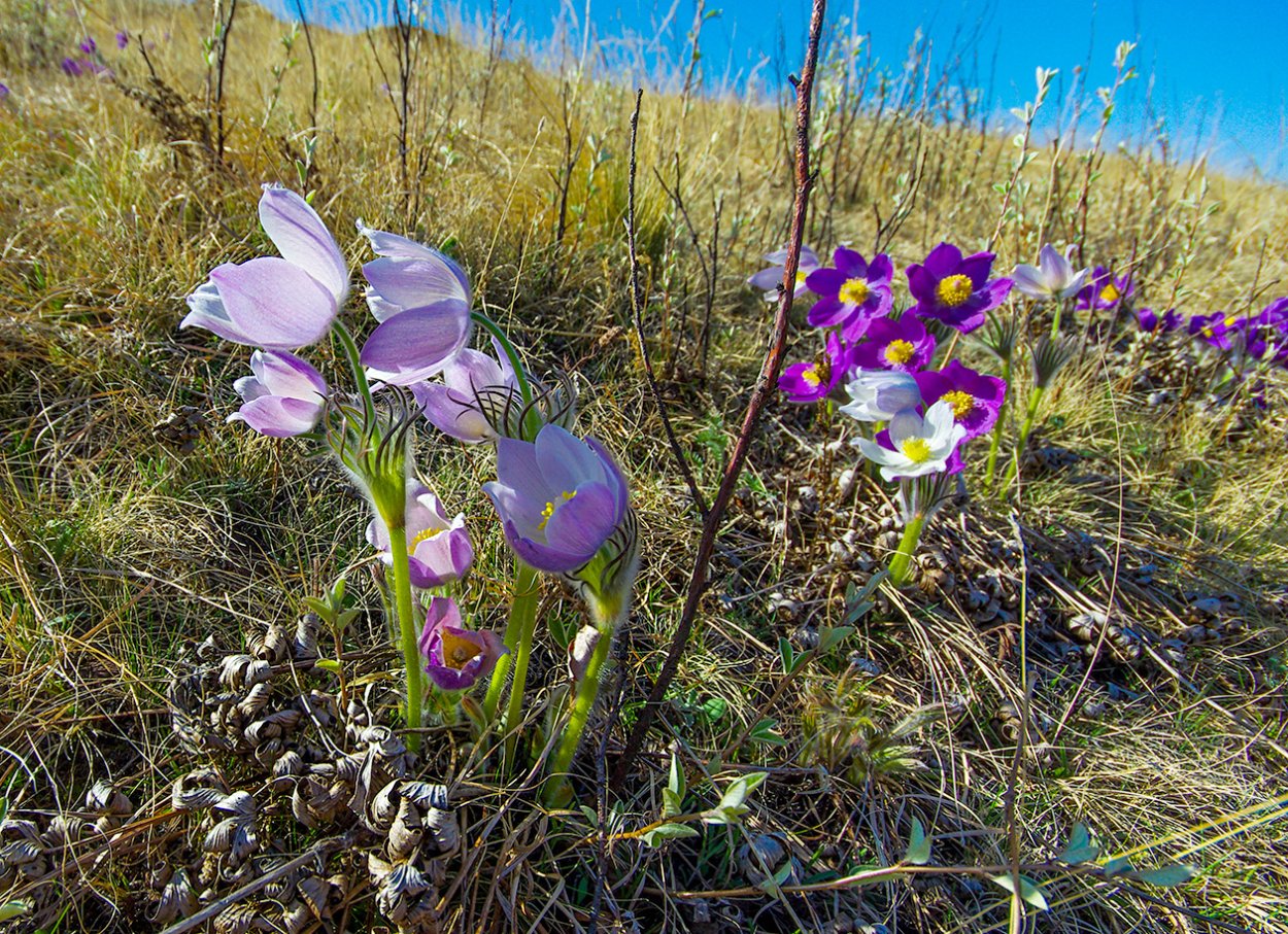 Лютики степные растения Хакасии