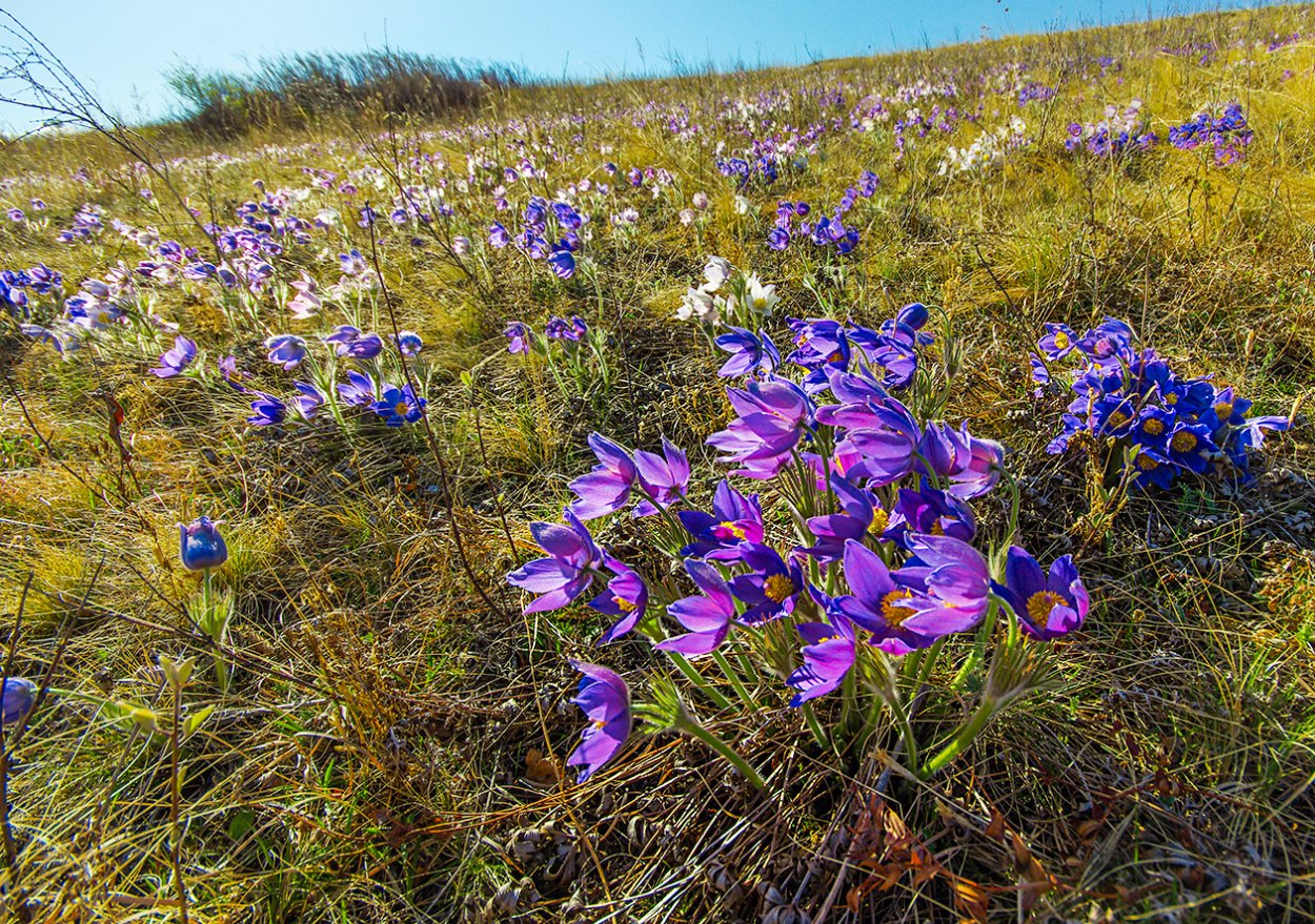 Прострел растение Хакасии