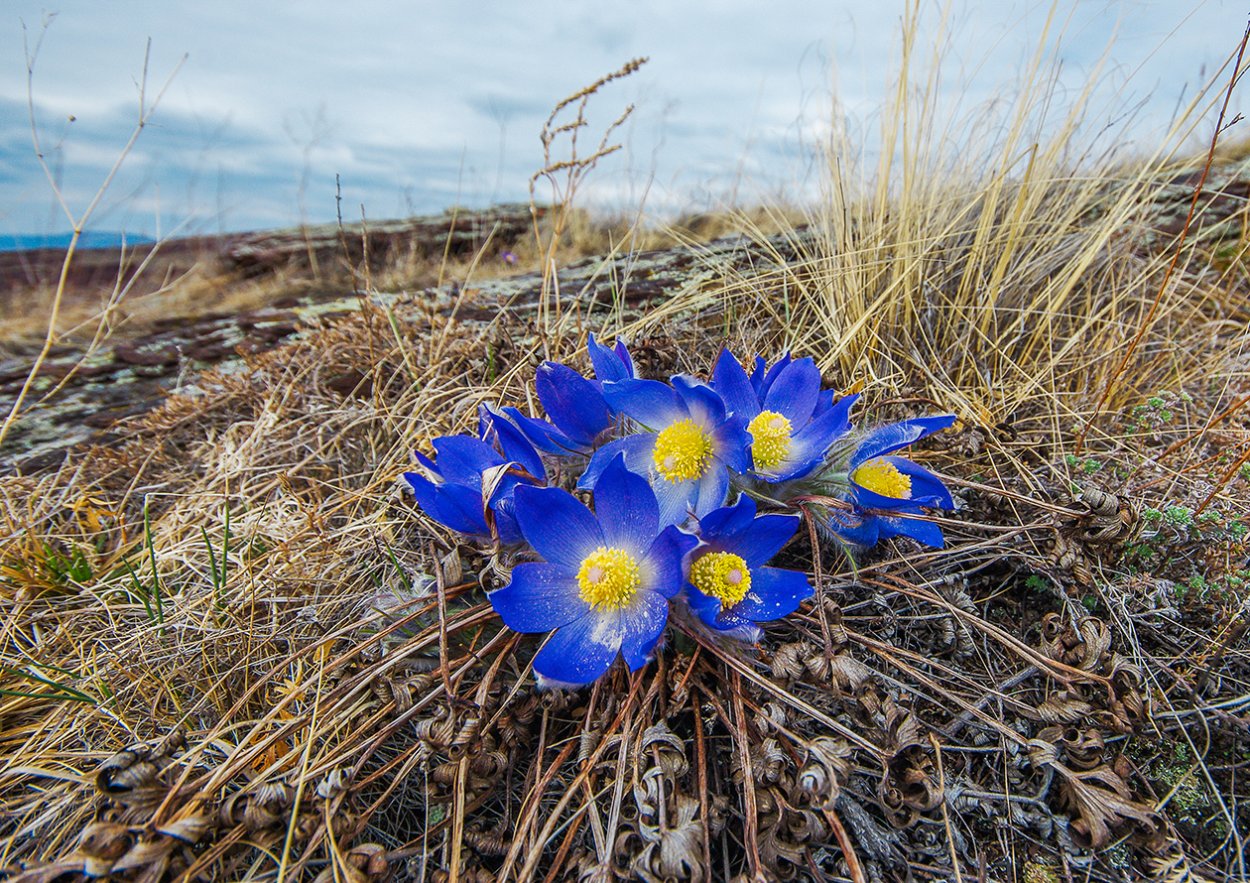 Жарки в Саянах