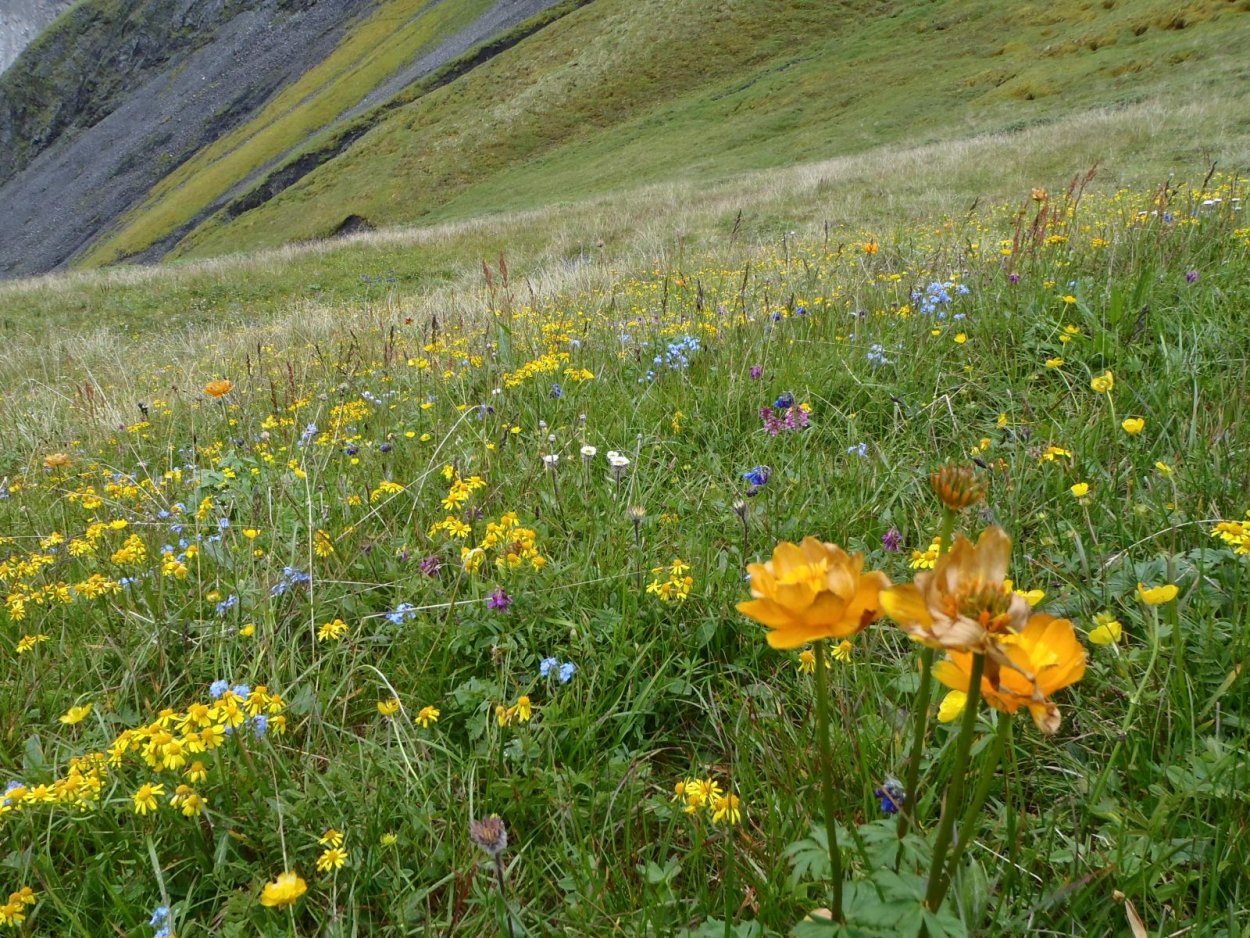 Степь Хакасия цветы