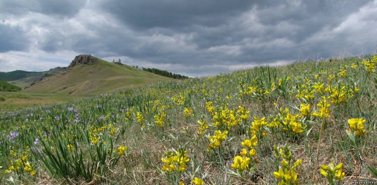 Сундуки Хакасия цветы