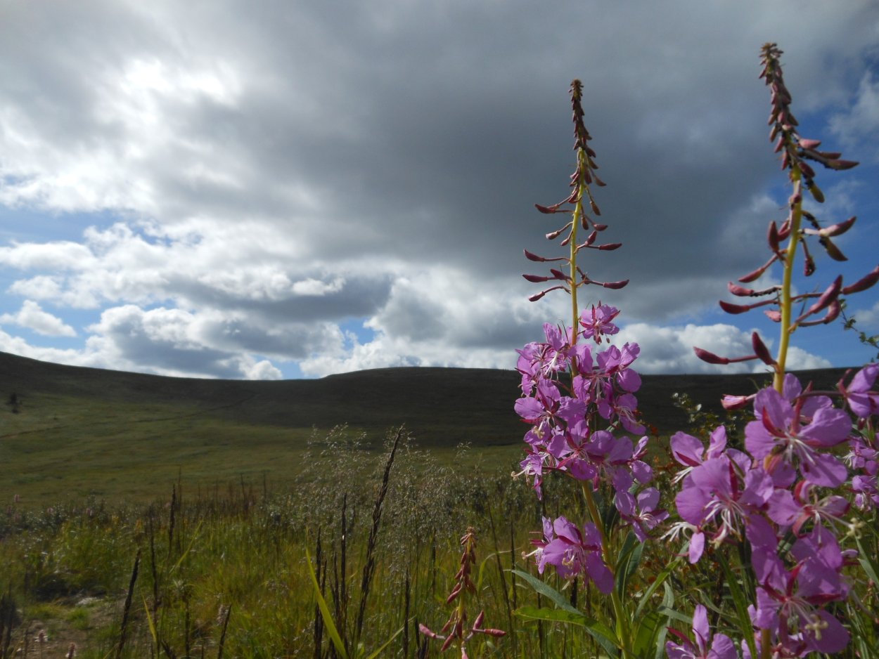 Купальница азиатская Байкал