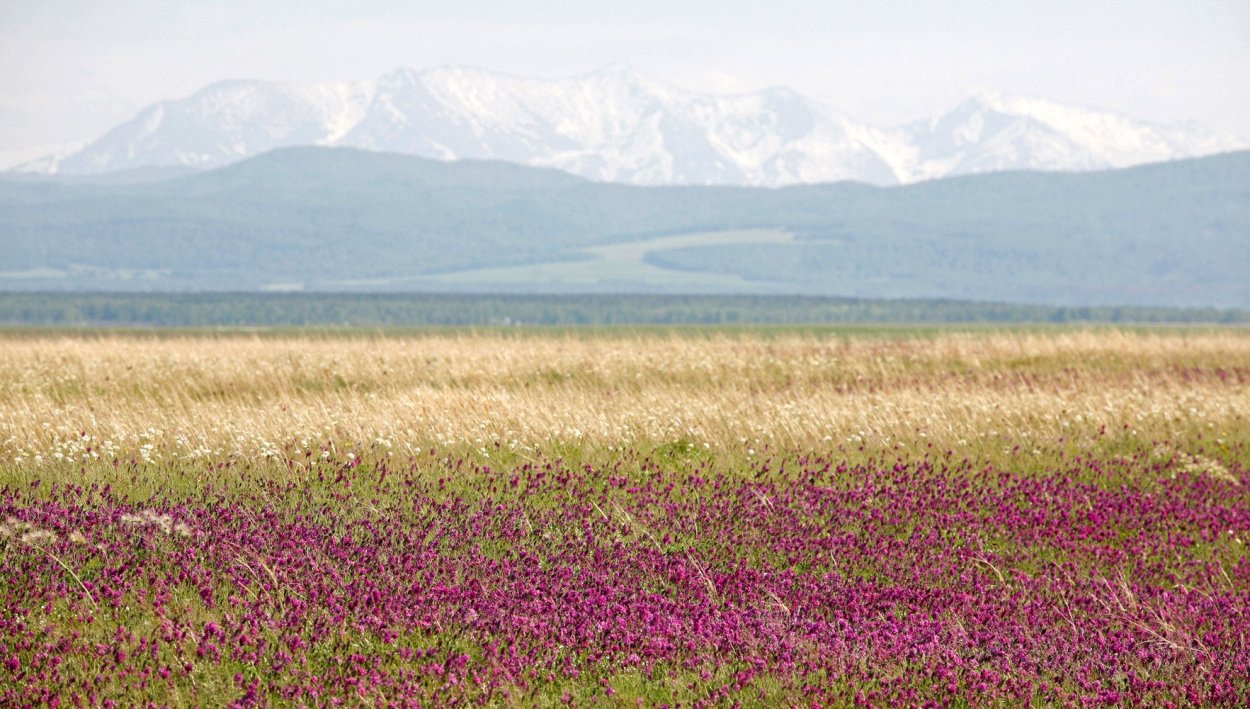 Степные цветы Хакасии