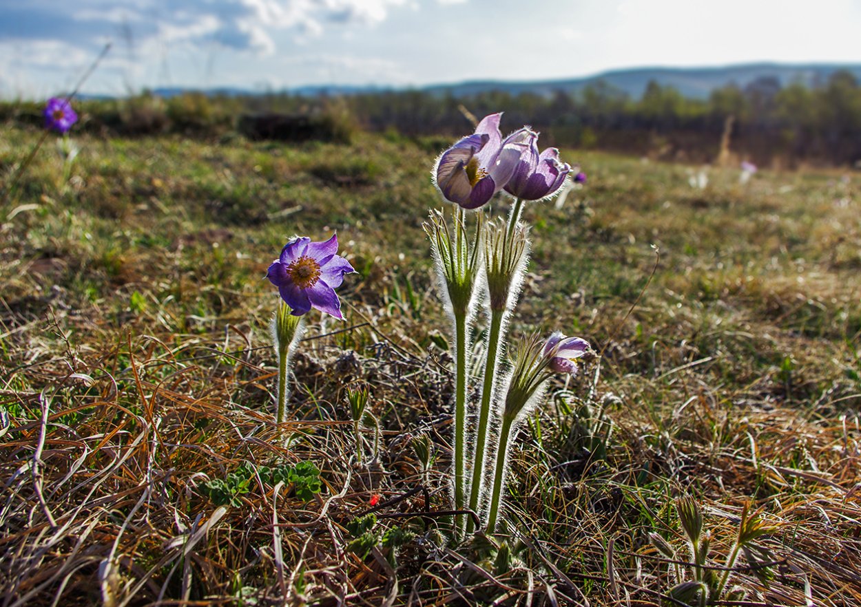 Пикульки Хакасия