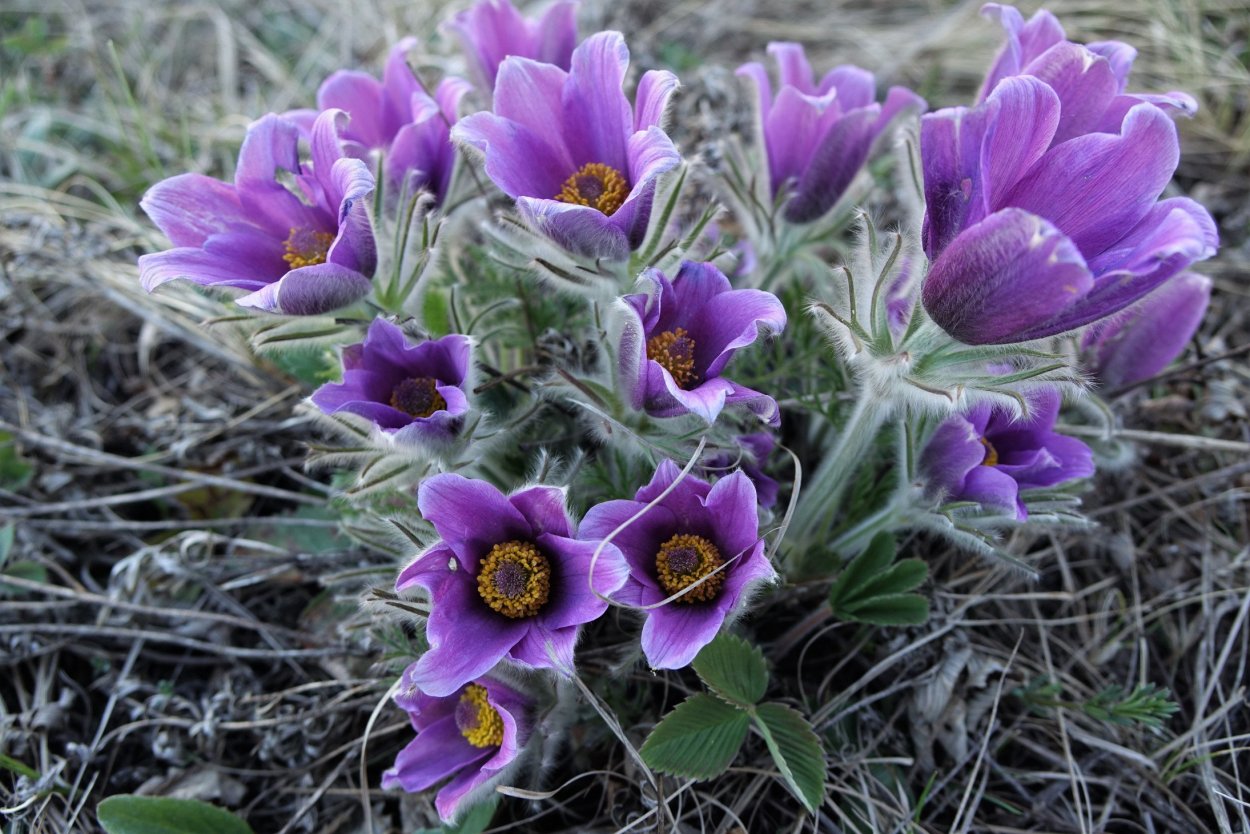 Венерин башмачок Хакасия