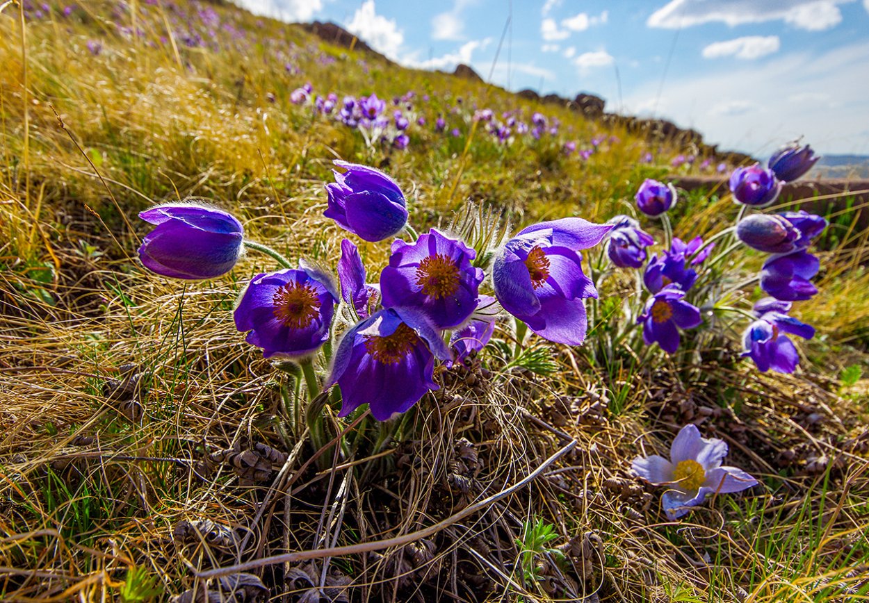 Степные цветы Забайкалья