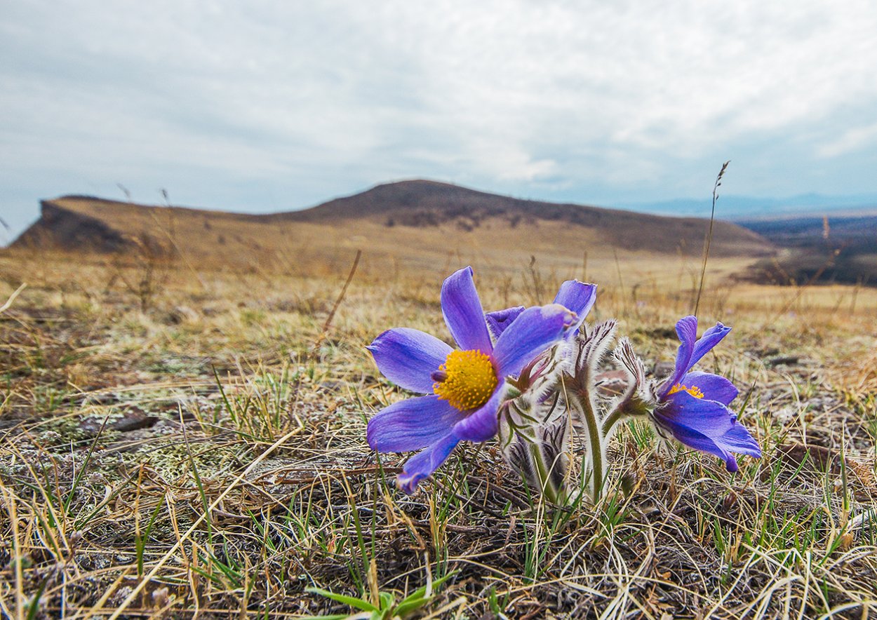 Степь Хакасия цветы