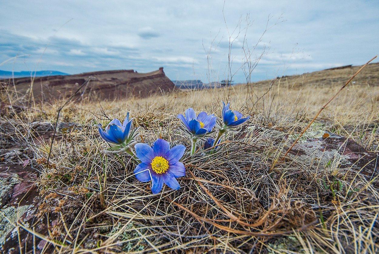 Цветущин степ Забайкалья