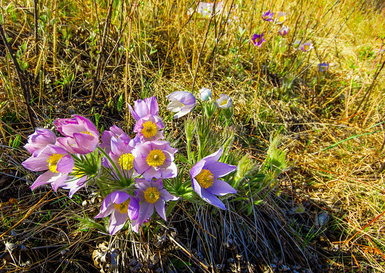 Степи Хакасии цветут