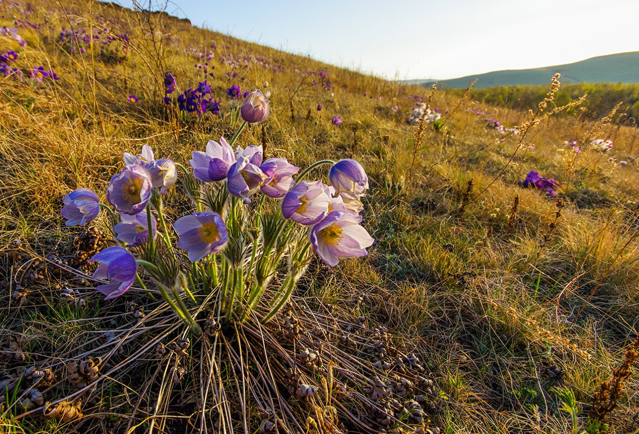 Цветущая Хакасия