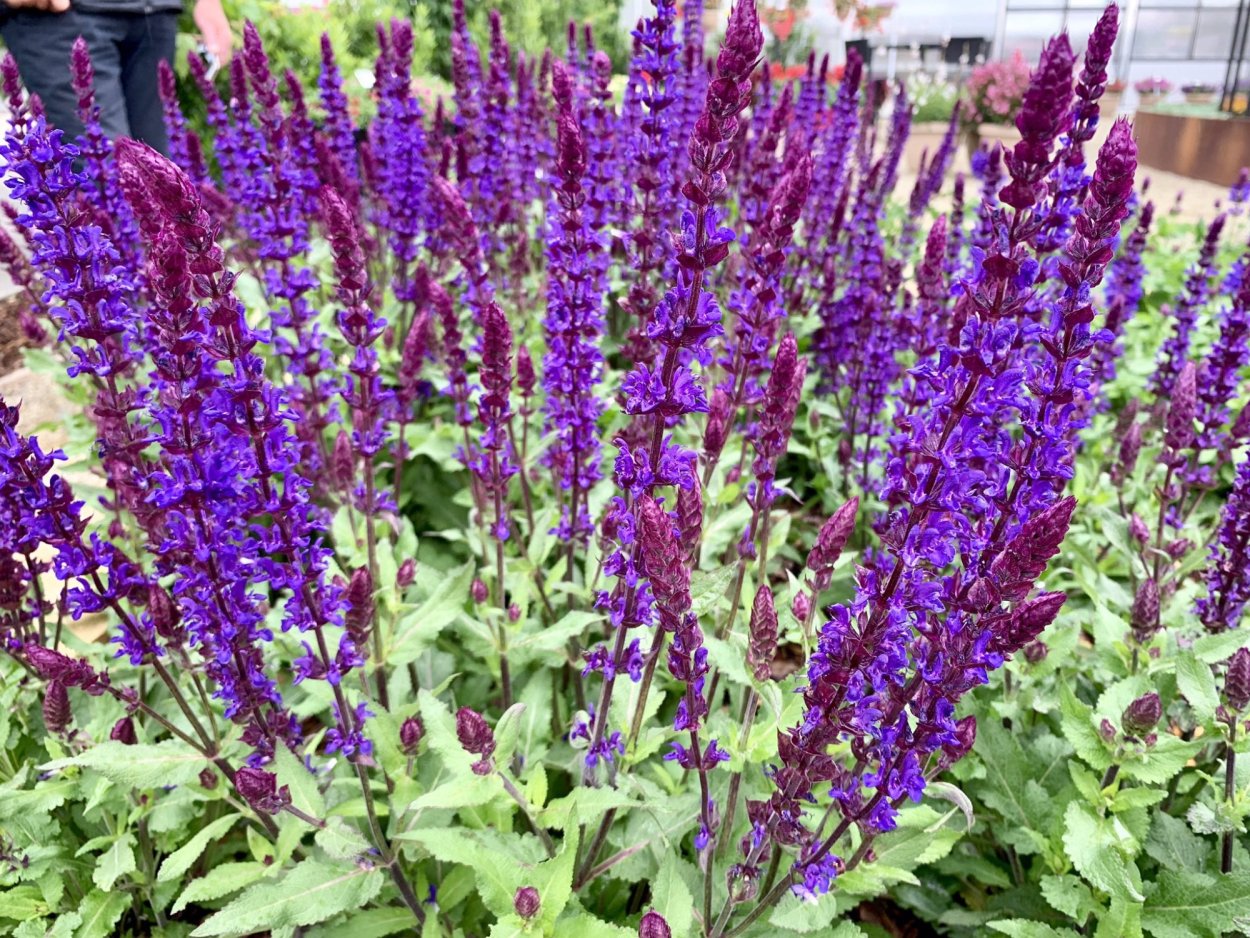 Шалфей Дубравный blaukonigin