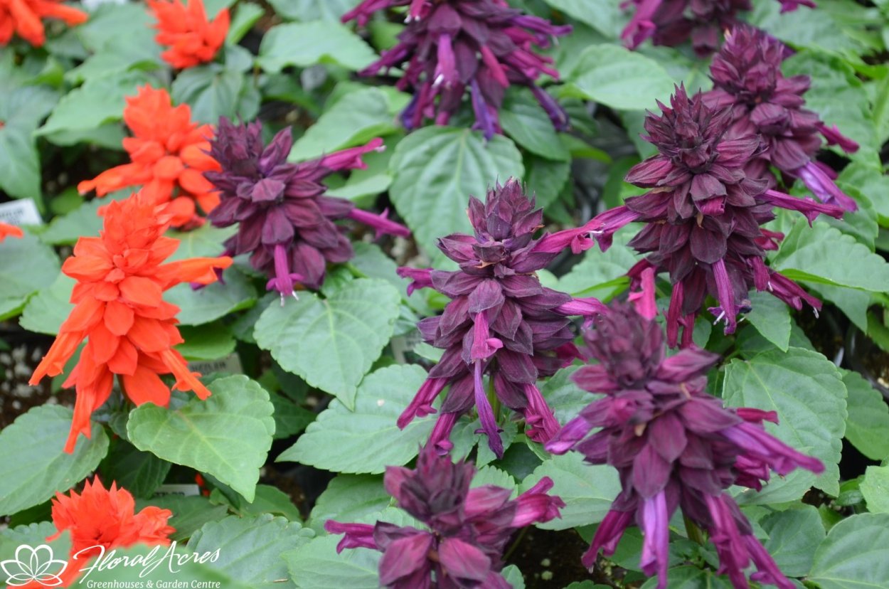 Котовник и шалфей Дубравный