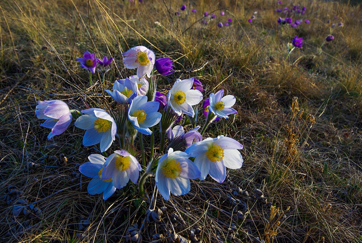 Альпийские Луга Хакасии