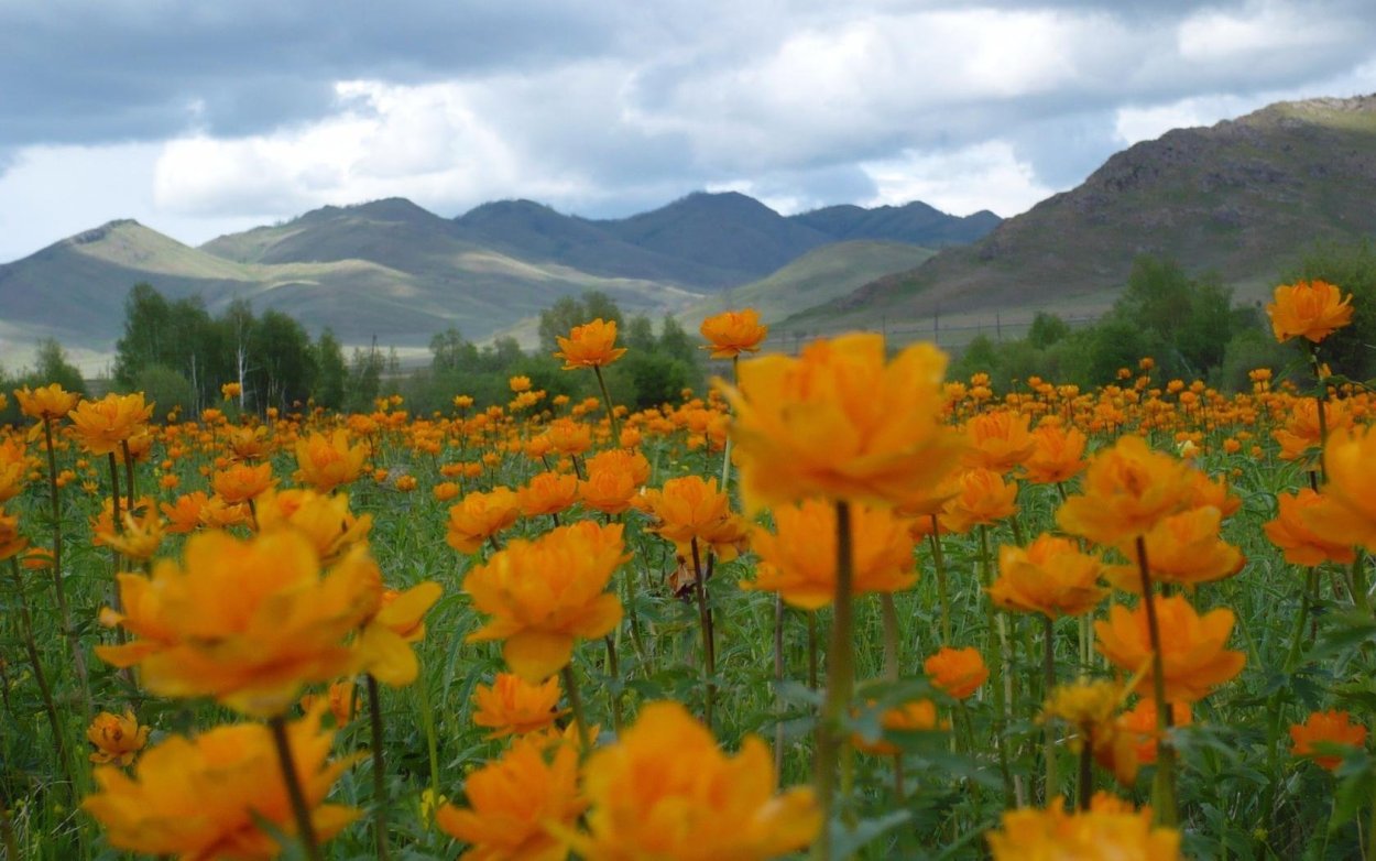 Растения Хакасии